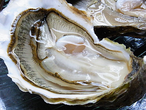 Huitres Bretonnes N1